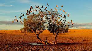 عکس خیره کننده از گالاهای سینه صورتی در صحرای استرالیا